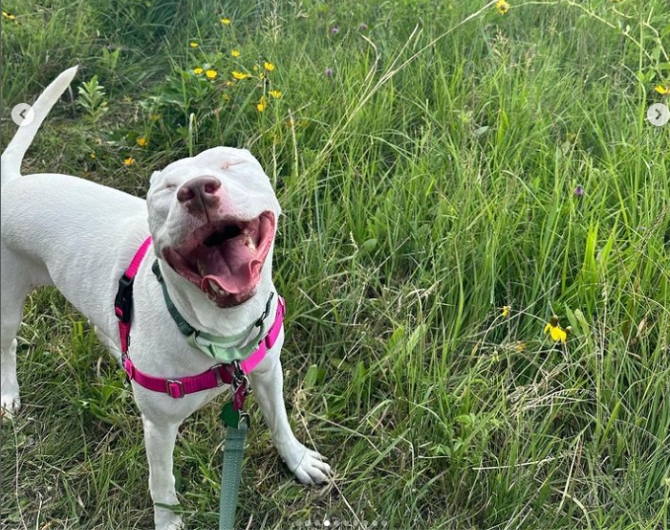 Fargo Park District seeks public input on Yunker Farm Dog Park redesign